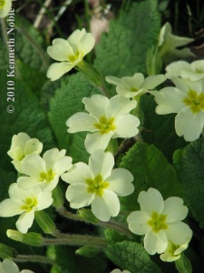 primrose (Primula vulgaris) Kenneth Noble